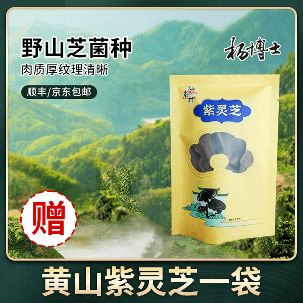 黄山紫灵芝（袋装）
