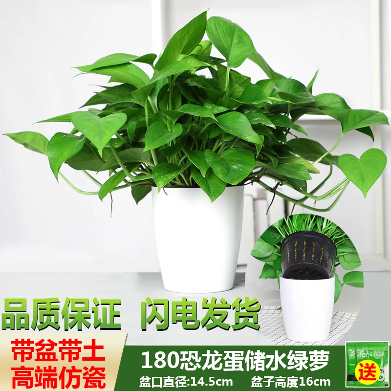 12盆起批发大盆绿萝盆栽室内好养客厅吸花卉植物大叶长藤绿箩绿植