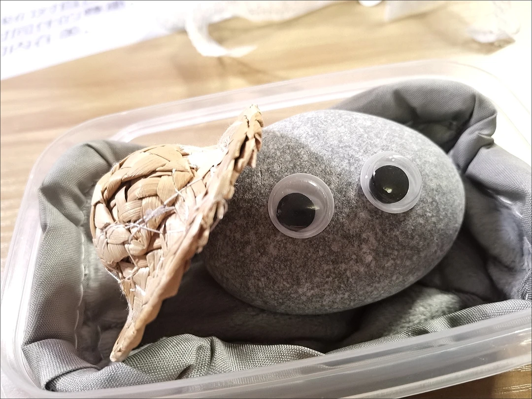 宠物石头天然宠物石三生亖幼萌可爱小宠石宠物石头礼物石小净同款