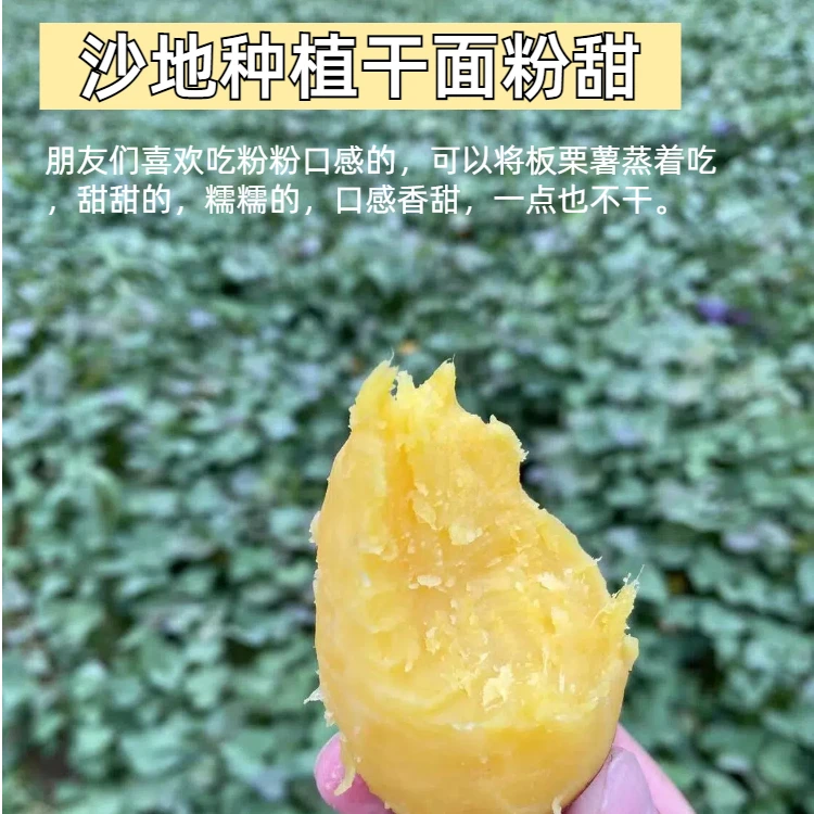 板栗蜜薯新鲜番薯软糯香甜红薯板栗蜜薯