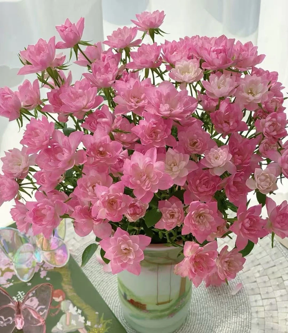 【初見】天河繁星 完美甜蜜 午夜七星多头玫瑰云南家用水养优质鲜花