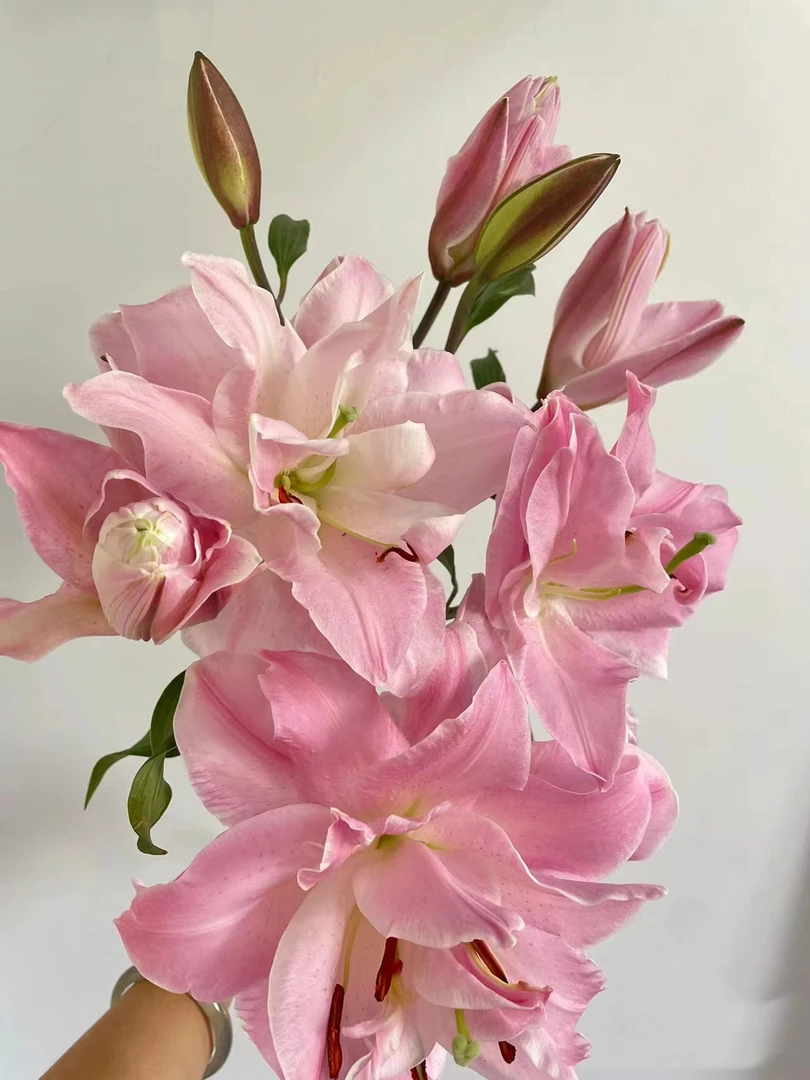 【初見】双钻 重瓣百合 家庭养护香味百合装饰鲜花