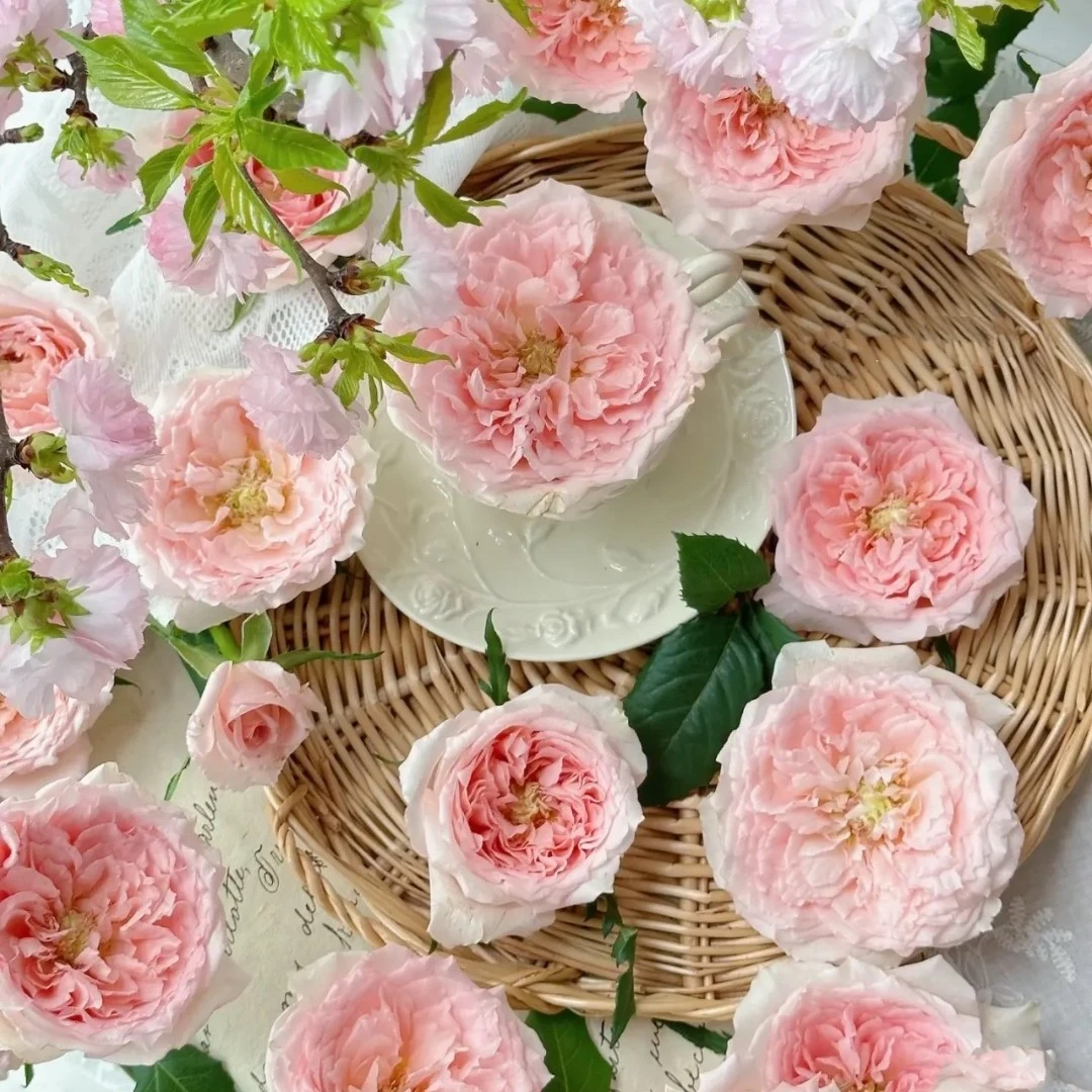 【初見·玫瑰庄园】 稀有小众多头玫瑰 家居水养花漂亮养护基地产品