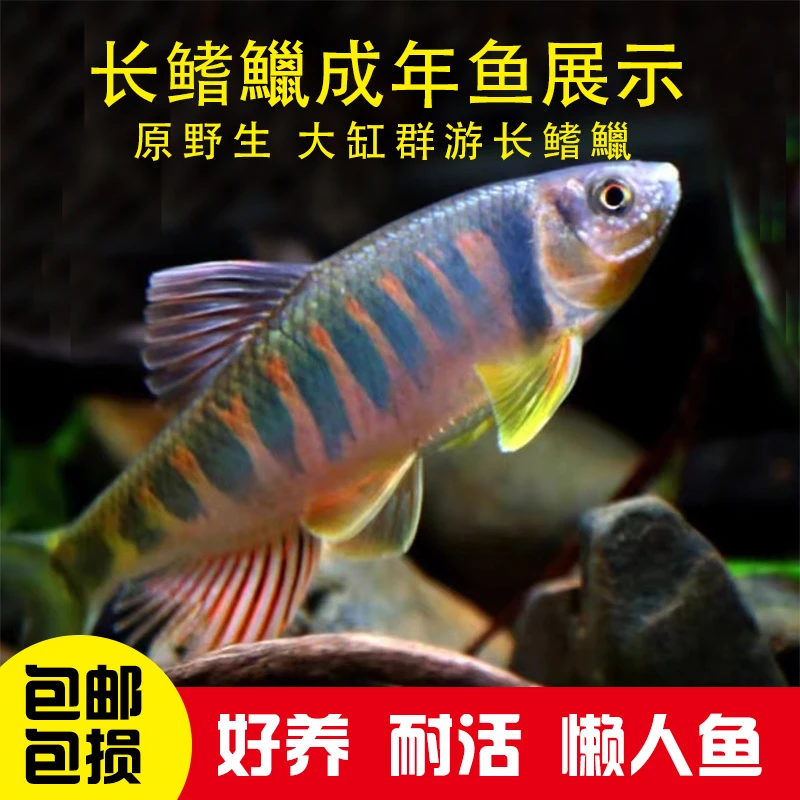长鳍鬣冷水原生群游不加温溪流好养耐养【开包前报损/入杠不包损】