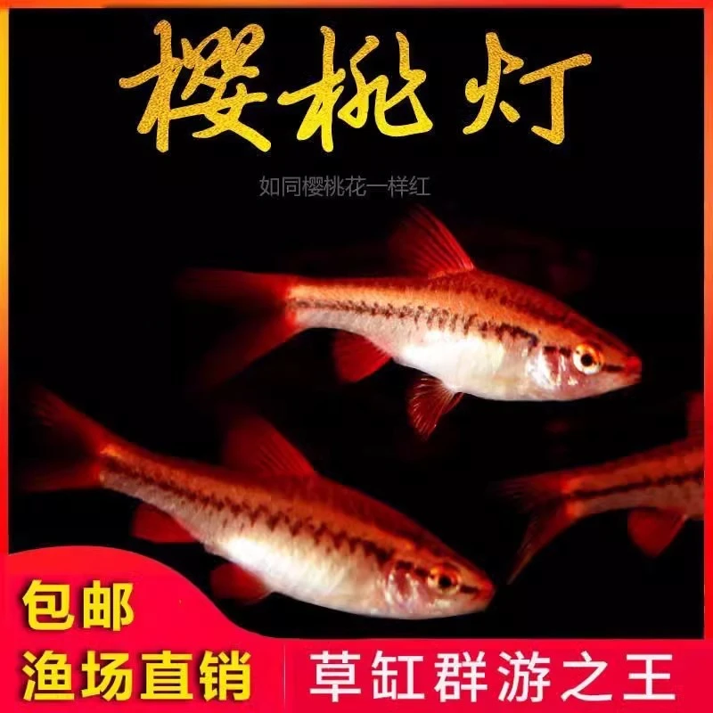 樱桃灯鱼活体灯科小型鱼热带观赏鱼渔场【开包前报损/入杠不包损】