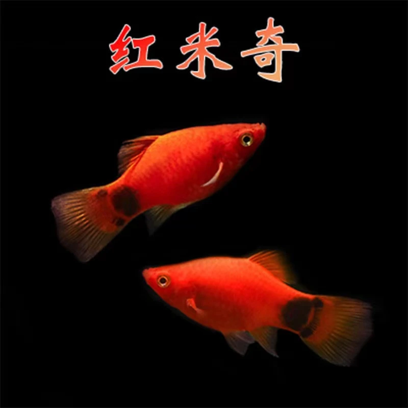 （老王家）红米奇鱼草缸玛丽热带小型观赏鱼