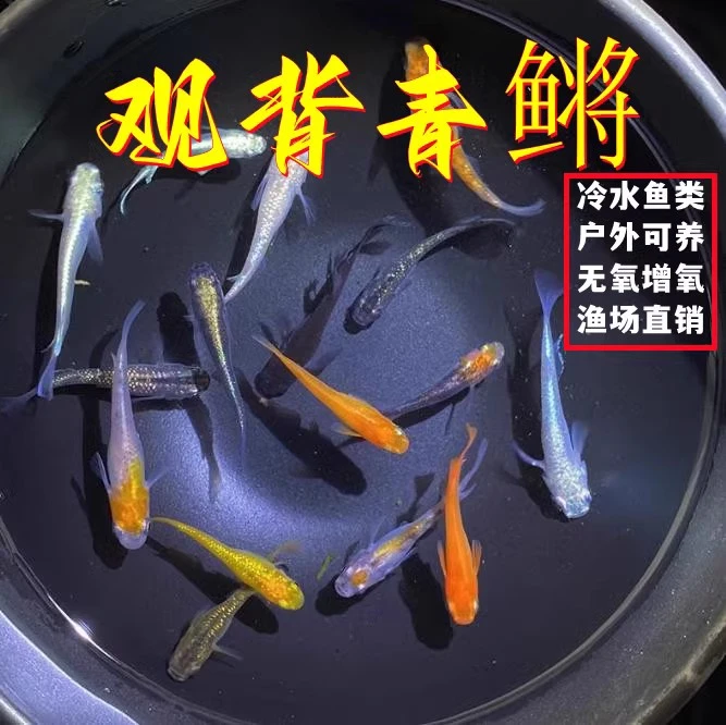 老王推荐-观背青鳉观赏鱼冷水鱼淡水鱼不打氧不过滤好养活