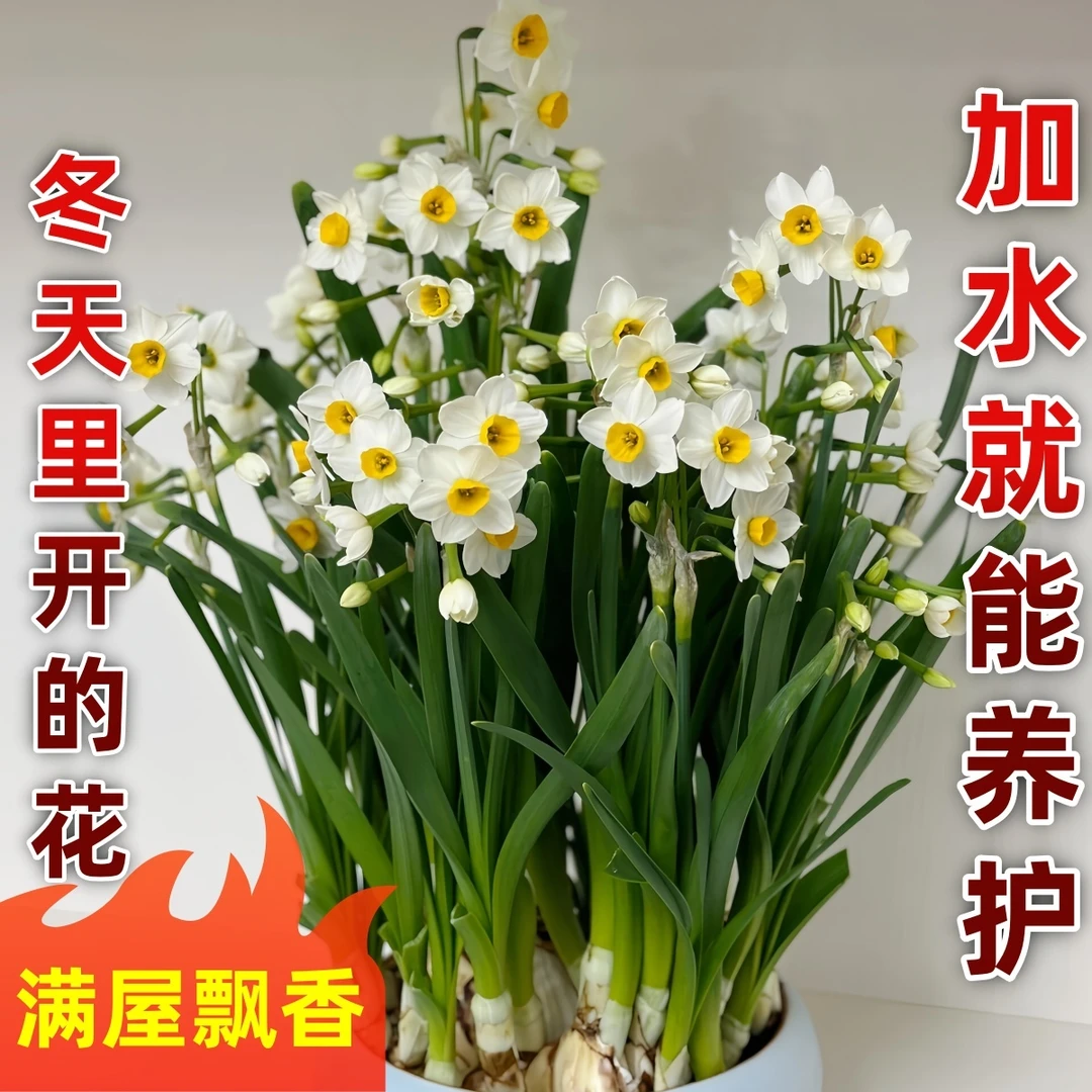【暖冬】年宵花漳州水仙花好养耐寒水养水培花卉绿植盆栽浓香型