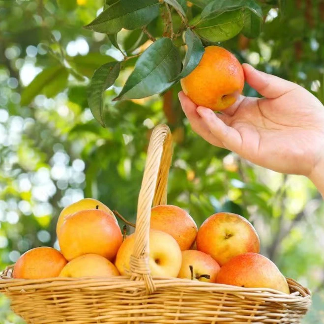 产地直发 鞍山南果梨 5斤 黄果包邮  新鲜果品