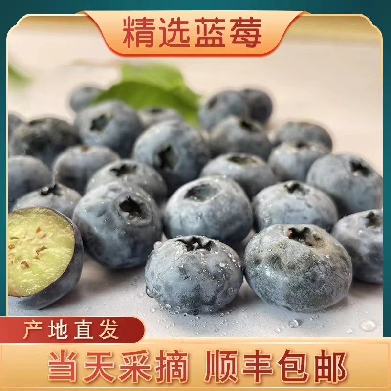 蓝莓 大果15mm 新鲜采摘丹东蓝莓产地直发现摘现发孕婴辅食