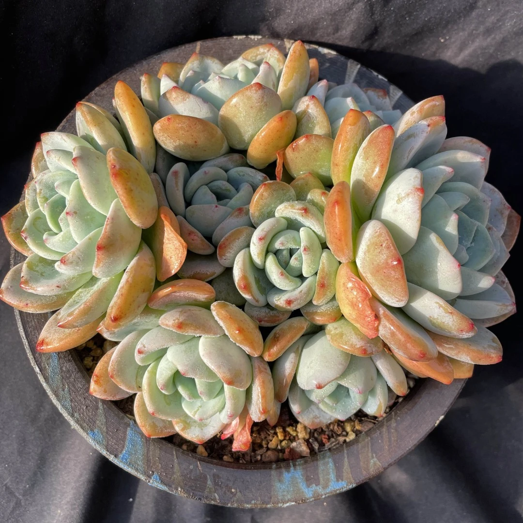 补差价链接 圆叶冷香老桩 满38包邮