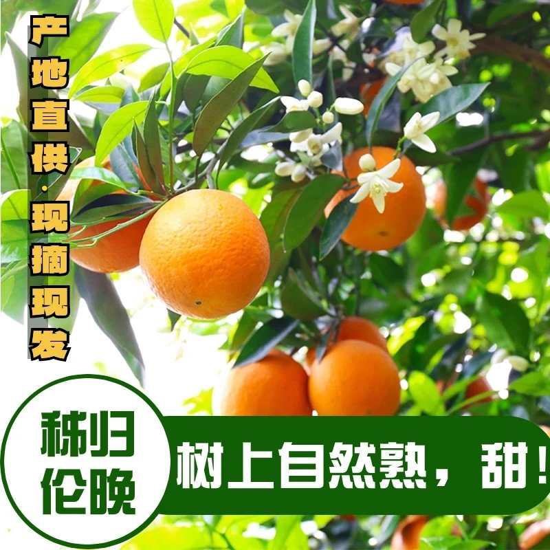 湖北秭归伦晚鲜橙爆汁帝王橙应季甜橙现摘现发香甜多汁果园直发