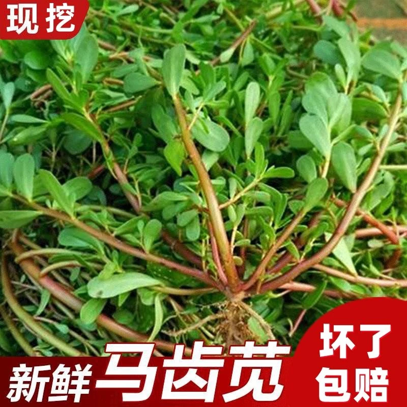 马齿苋菜马齿苋长寿菜马齿菜马蜂菜马苋菜马齿笕纯野生2斤