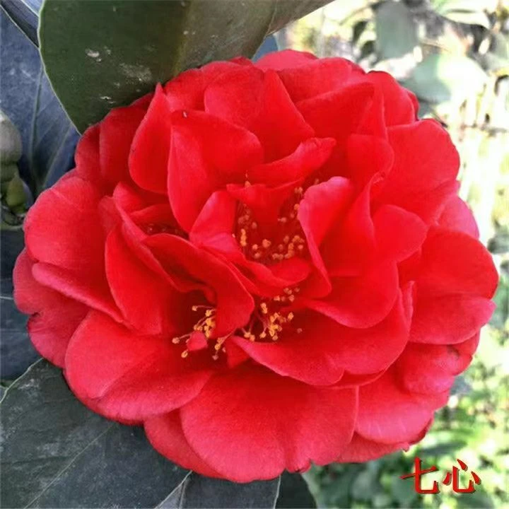 四季茶花重瓣树苗盆栽耐寒耐热阳台植物四季常青开花不断