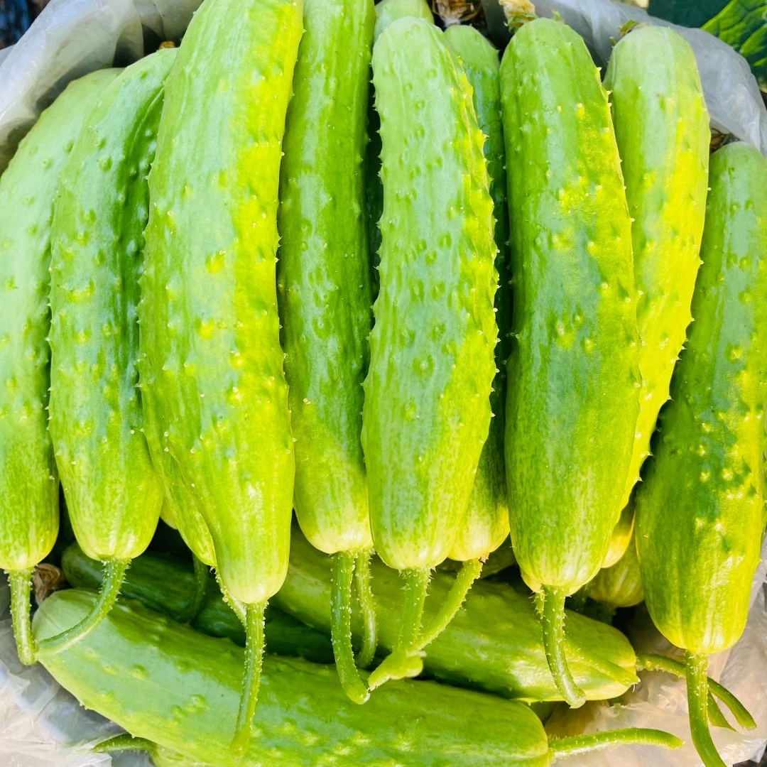 【顺丰包邮】白玉黄瓜 清香脆嫩凉拌产地直供3/5斤现摘产品爽口美味
