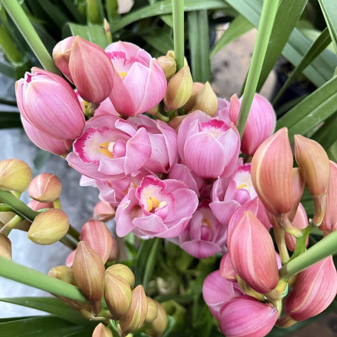 （金边福娘 ）  大花惠兰粉色兰花高端礼品花卉基地直发