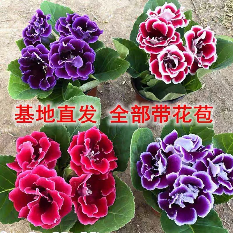 重瓣大岩桐花苗富贵芙蓉花卉室内观赏盆栽带花苞基地直发四季开花