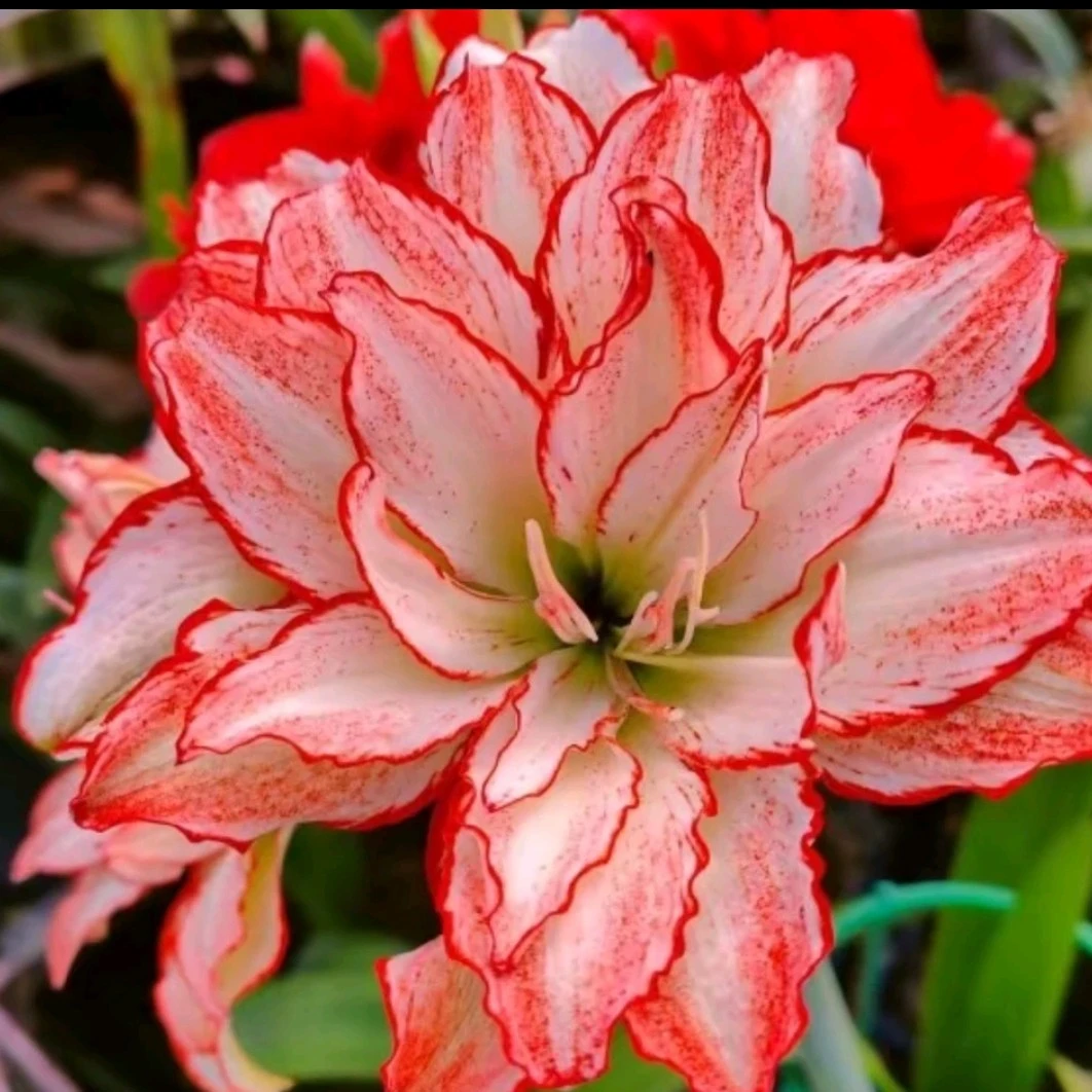 〔福利日  朱顶红  双旗2.5厘米】日朱 重瓣 苗情好 包对版