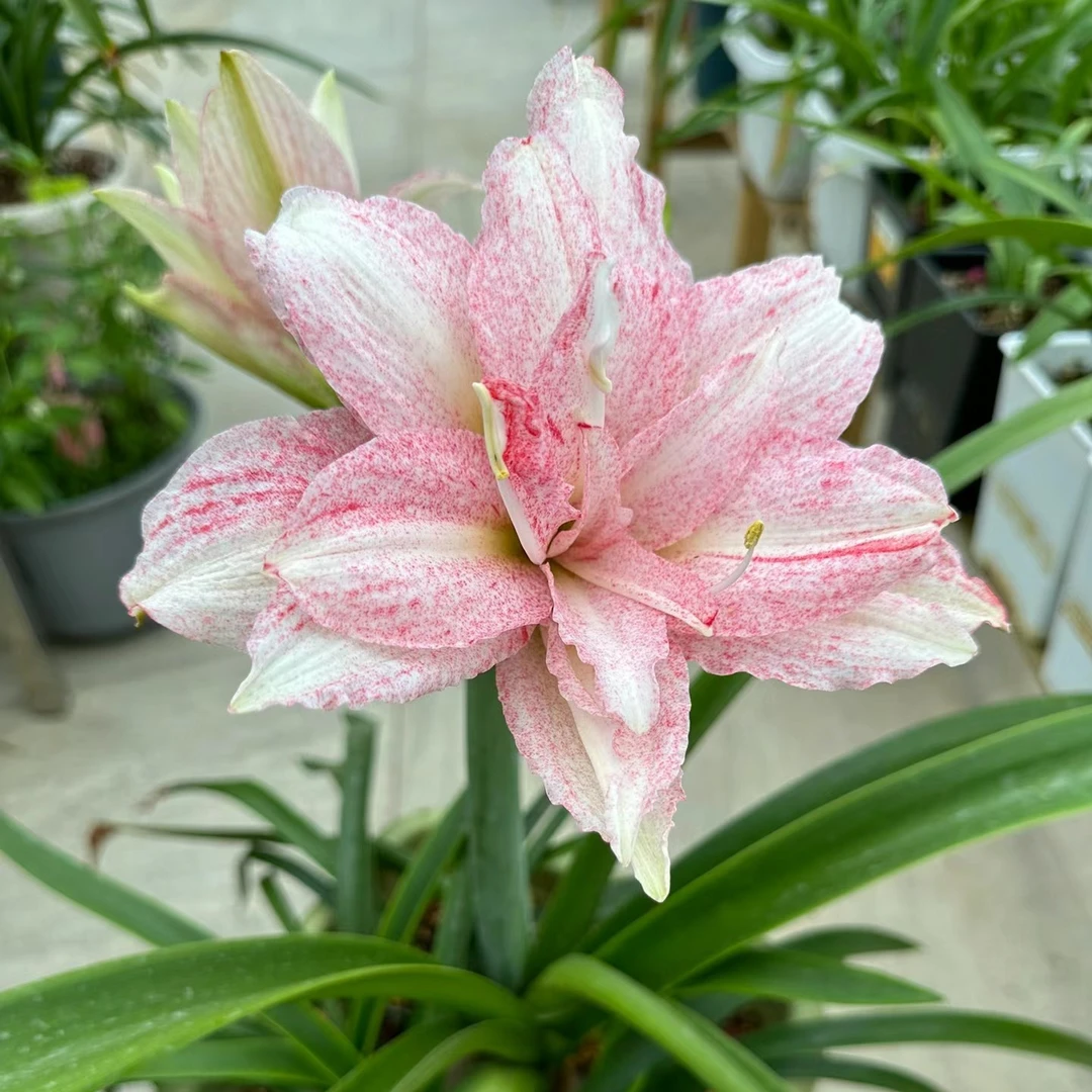 〔福利购 朱顶红 气质美女 2.0厘米〕台朱重瓣 苗情好 包对版