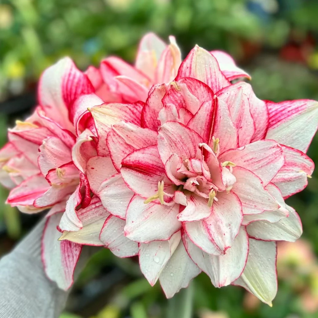 朱顶红瑞秋6-7厘米〕澳朱重瓣 苗情好 包对版