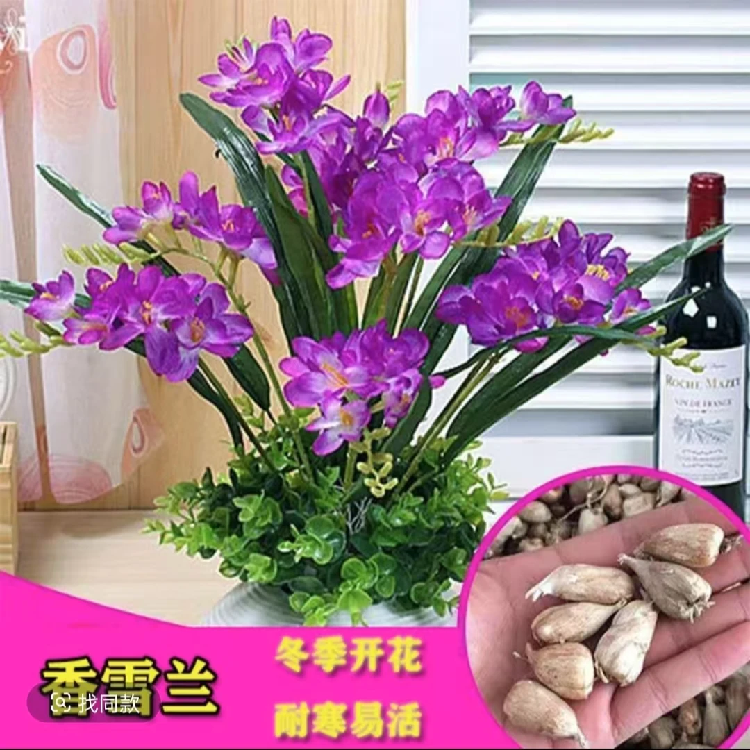 正宗重瓣香雪兰种球四季开花浓香型花卉种球