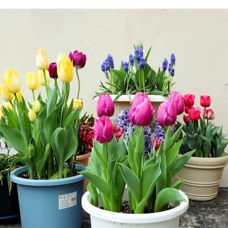 进口郁金香种球耐寒多年生开花爆满四季开花水培土培阳台花盆种植