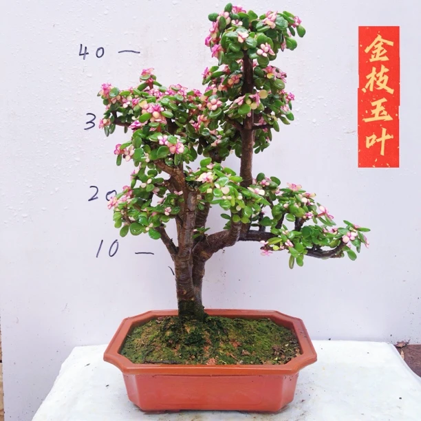 四季开花盆栽高端老桩金枝玉叶盆景花卉室内外办公室耐旱绿植盆栽