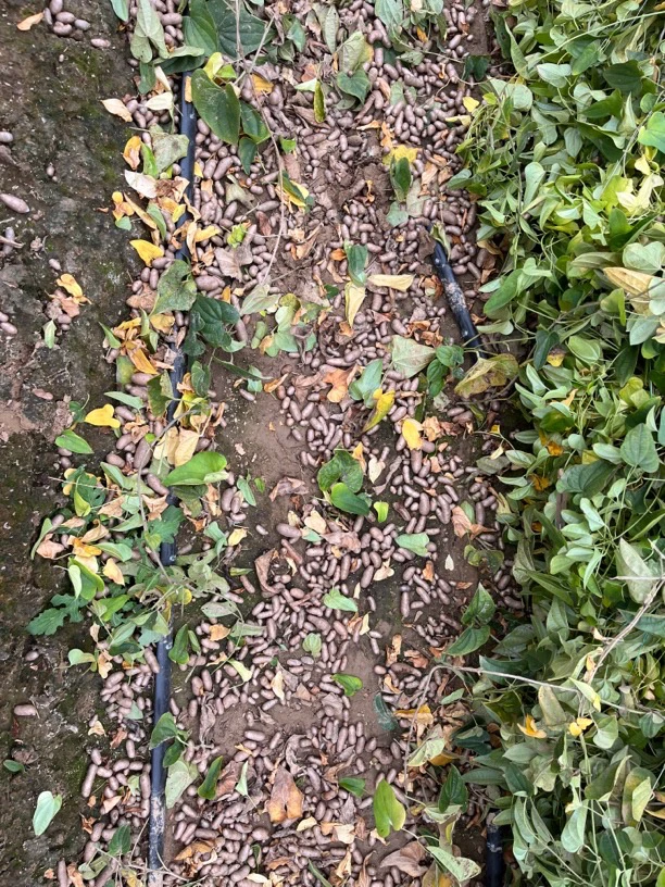 [超划算]蠡县山药豆颗粒果子山药豆新鲜山药豆中小豆三斤福利装