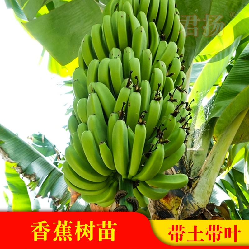 香蕉树苗皇帝蕉红蕉矮化蕉芭蕉西贡蕉粉蕉庭院果树苗盆栽香蕉苗