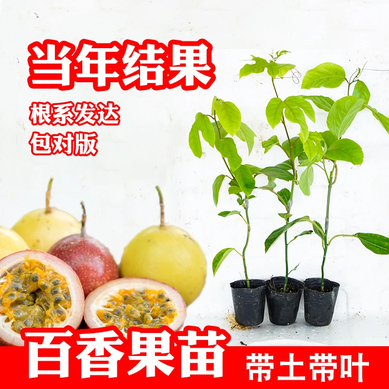 钦蜜九号黄金百香果苗紫香一号台农苗木瓜香蜜百香果树苗庭院阳台