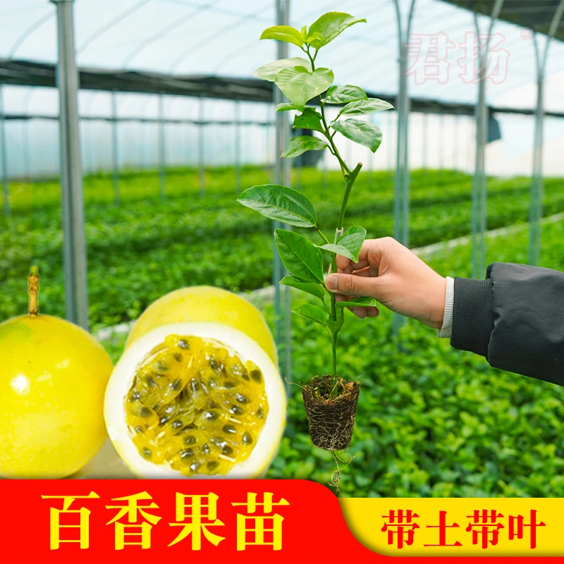 钦蜜九号黄金百香果苗紫香一号西番莲台农苗木瓜香蜜百香果树苗