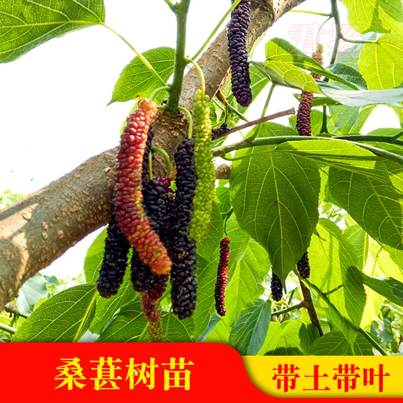 桑葚苗 无籽十大果桑 长果桑葚 嫁接苗当年结果盆栽地栽庭院种植
