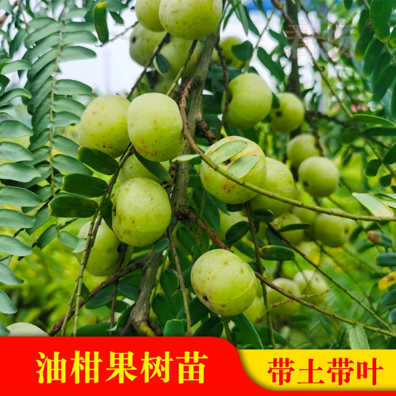 新品大果甜油甘果苗 牛甘果水果树苗 余甘子盆栽地栽庭院种植