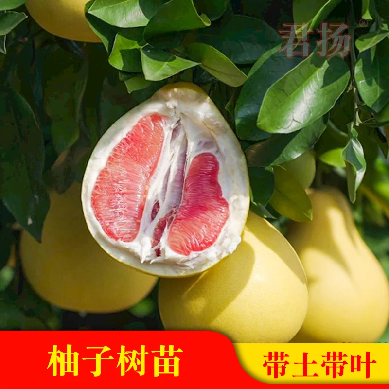沙田柚苗三红蜜柚苗黄金蜜柚苗红肉蜜柚翡翠青柚红宝石柚树苗