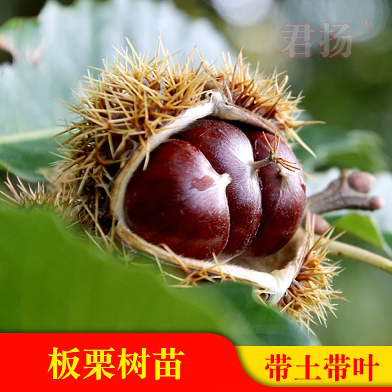 板栗树苗  双季大板栗嫁接苗 可盆栽地栽庭院种植