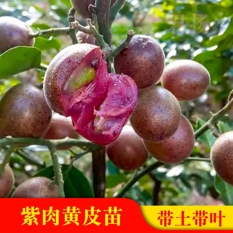 广西新品种紫肉黄皮嫁接果树苗紫色黄皮苗可地栽盆栽庭院种植