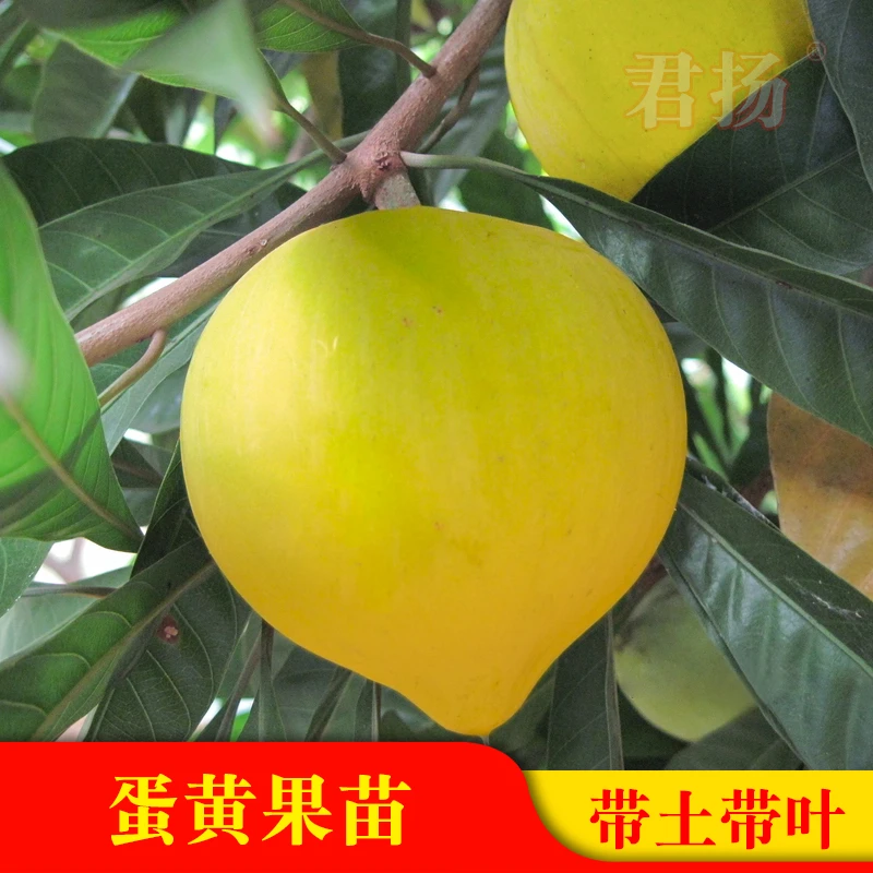 仙桃 正宗蛋黄果苗 狮头果 鸡蛋果 果树苗可盆栽地载庭院种植