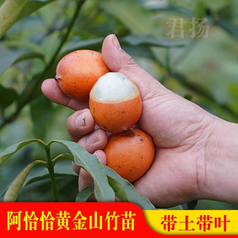 新品水果阿恰恰黄金山竹 黄皮山竹果种子苗