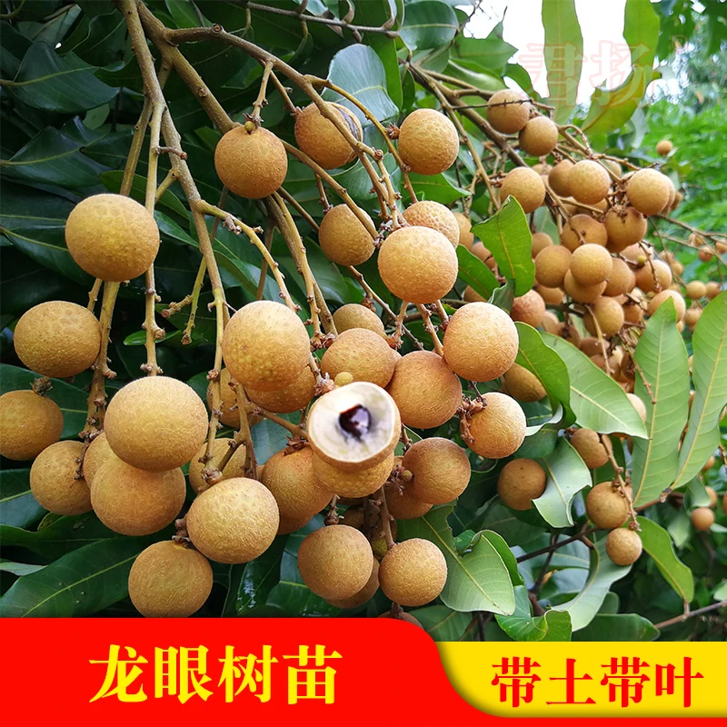 龙眼树苗石硖储良嫁接桂圆四季龙眼桂丰早果苗盆栽地栽