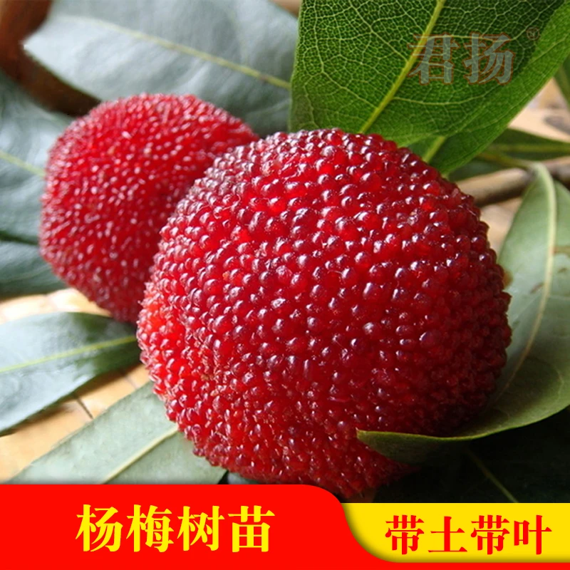 杨梅树苗嫁接东魁杨梅果树苗黑炭杨梅早熟红梅带叶带土发货栽培