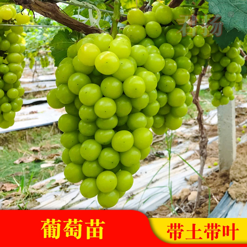 葡萄树苗无籽无核夏黑巨峰红提子果树苗盆栽地栽南北爬藤庭院种植