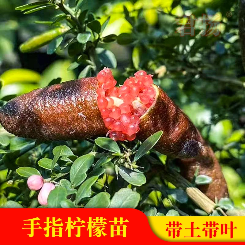 手指柠檬苗finger lime多次开花结果红肉指橙盆栽地栽果树苗栽种
