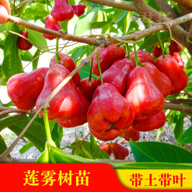 黑金刚莲雾嫁接苗大叶红盆栽地栽果树苗黑珍珠飞弹庭院种植