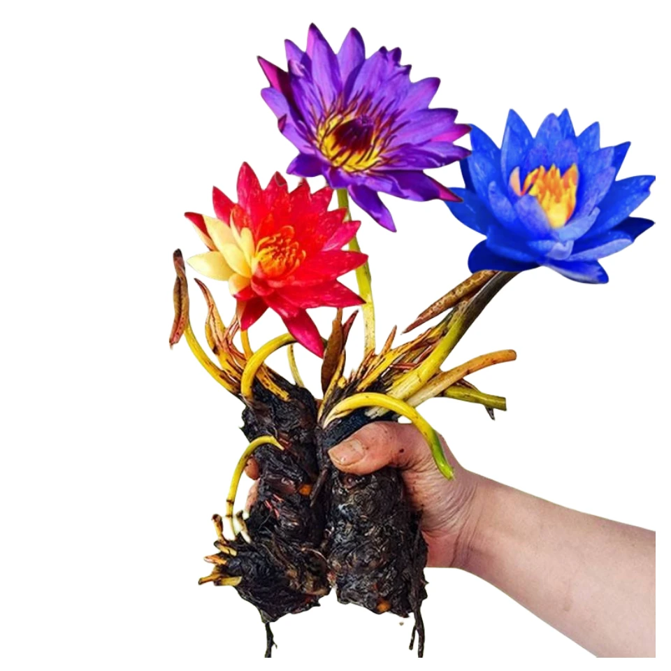 【稀有大睡莲】四季水养睡莲根块带芽水生植物水池鱼缸水培当年开