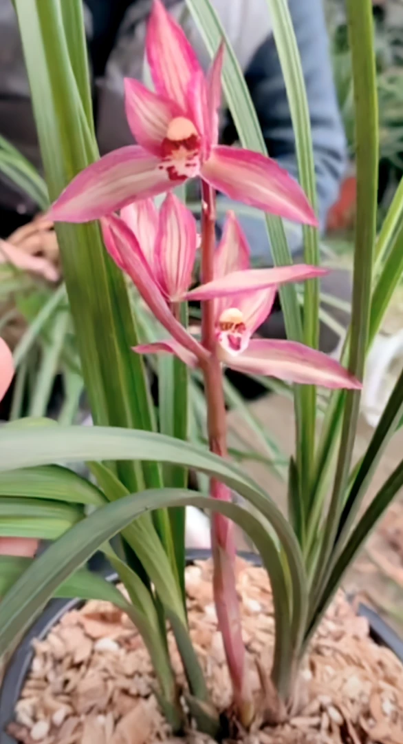 精品兰花观赏植物(一物一拍)金边虎皮兰盆栽黑松榕树盆景