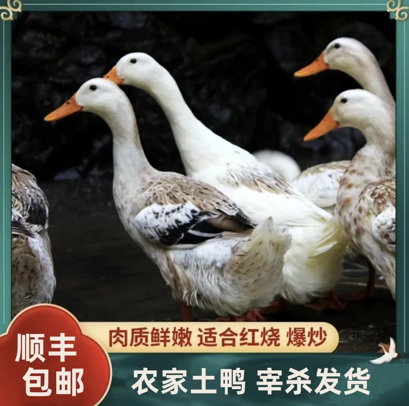 【果园土鸡】河塘放养120天水麻鸭买1送2共3只顺丰包邮每只净重2斤