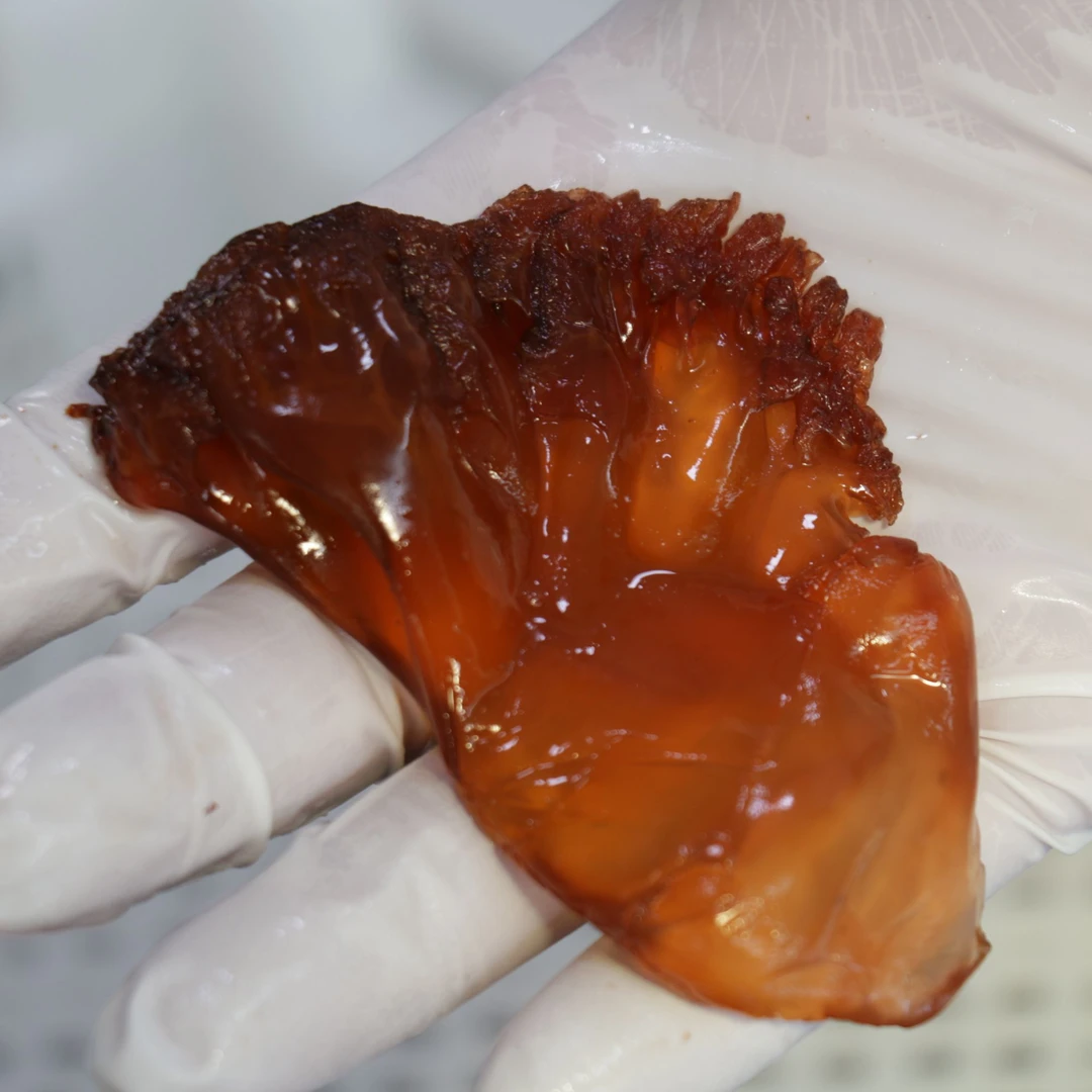 5斤大号渤海湾营口特产精品棉海蜇皮海蜇头凉拌菜海蜇叶片桶装