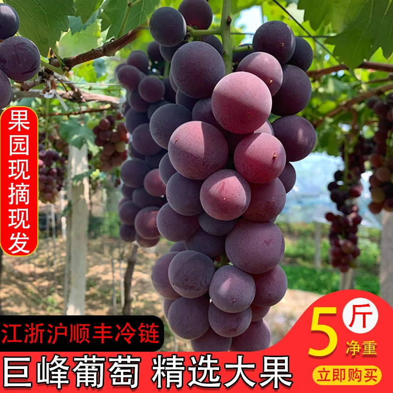 浦江巨峰葡萄当季新鲜水果整箱5斤葡萄农家自种巨峰葡萄现摘纯甜