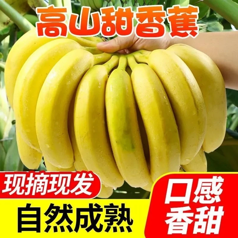广西高山甜香蕉整箱甜糯大芭蕉新鲜水果高山香蕉新鲜水果包邮产地