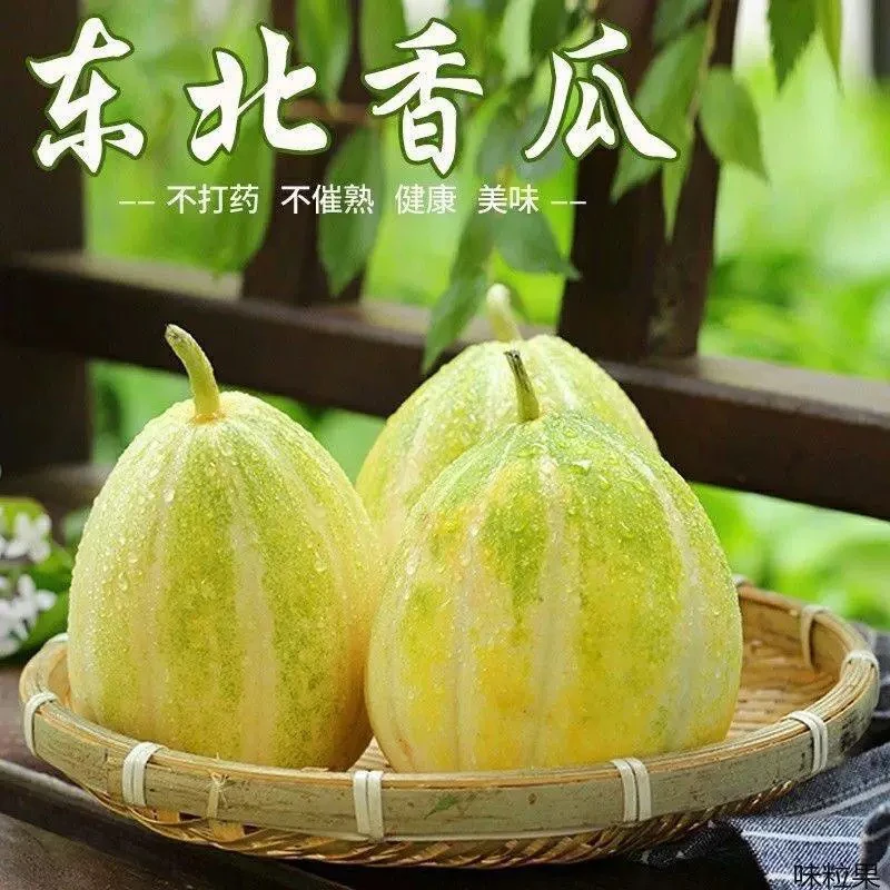 东北头茬瓜金妃香瓜刚刚开园香甜应季新鲜采摘2斤 5斤 顺丰包邮